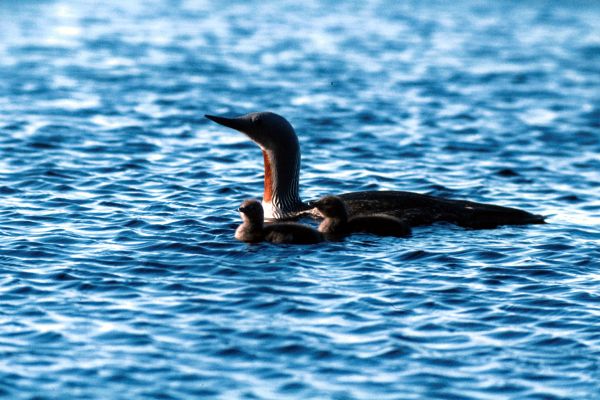 Red-throated Diver and young