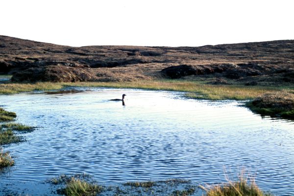 Solitary Red-throated Diver on the loch