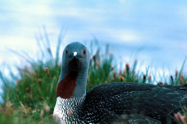 Red-throated Diver