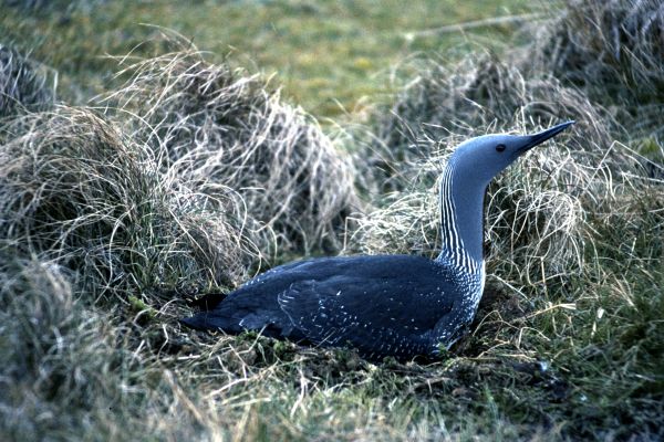 Red-throated Diver on nest