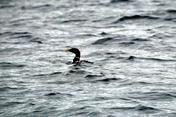 White- Billed Diver