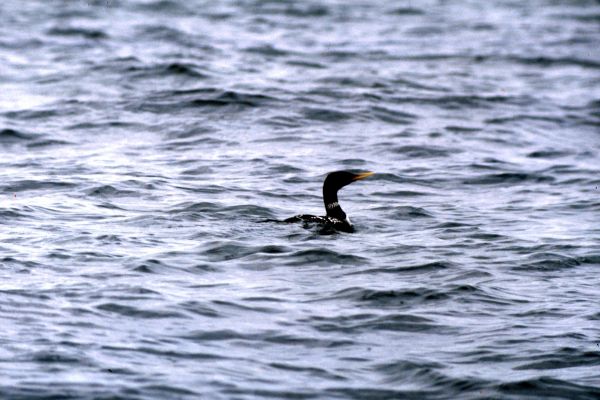 White- Billed Diver