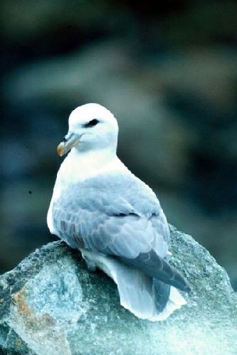 A Fulmar Petrel.