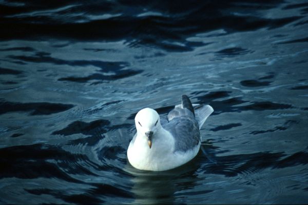 A lone Fulmar swimming on the sea