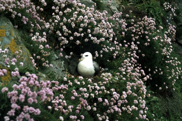 A Fulmar nesting on a cliff-face