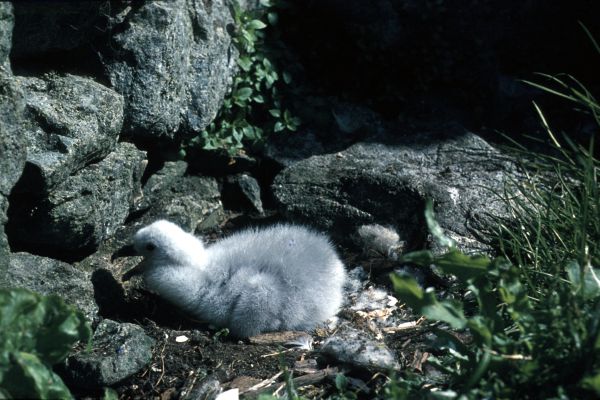 A small Fulmar chick in the nest