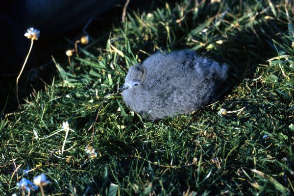 A Storm Petrel chick among the grass