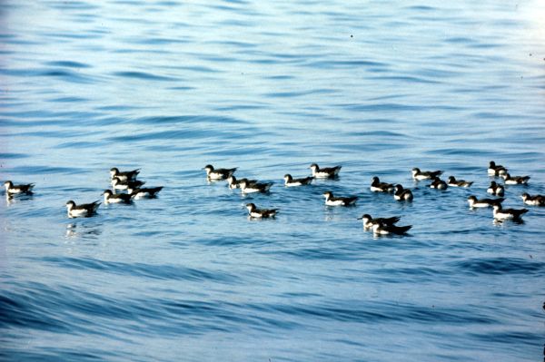  Manx Shearwaters