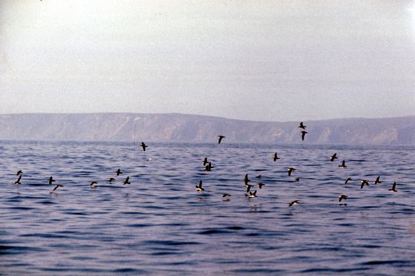 A flock of Shearwaters take flight