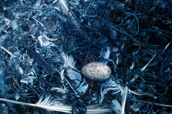 A single Gannet egg