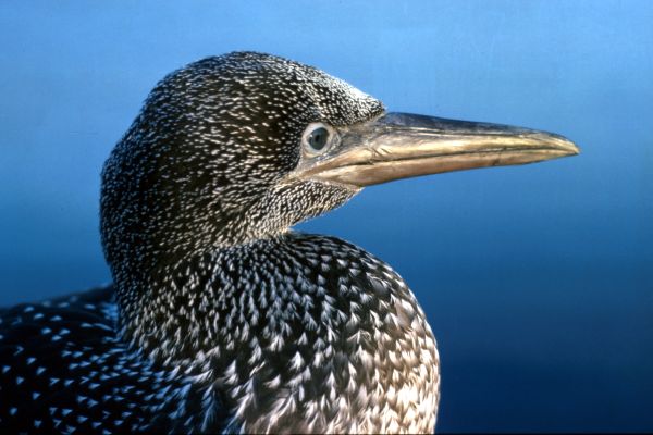 A juvenile Gannet in profile