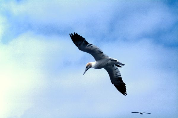 A Gannet prepares to dive for food