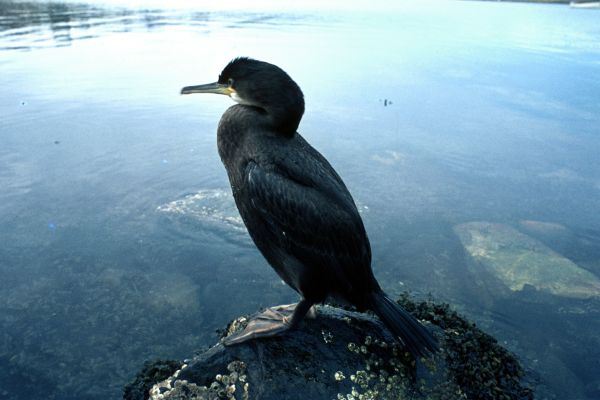 A Shag stands watch on a small rock