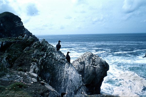 Two Guillemots stand watching the sea below