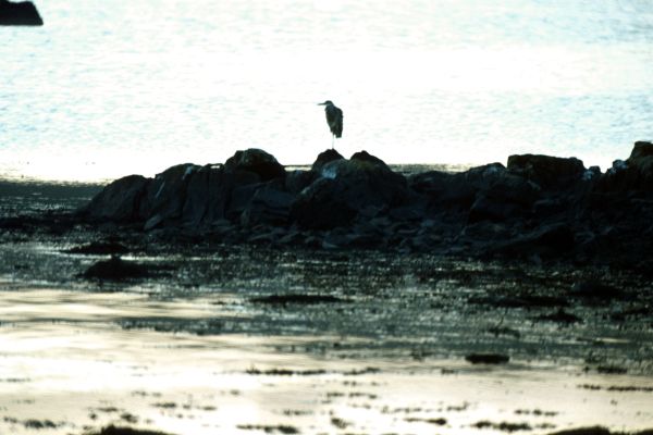 A Grey Heron stands alone