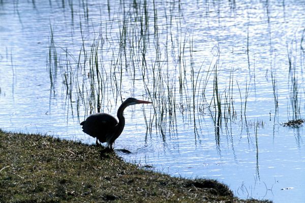 A Purple Heron tests the water