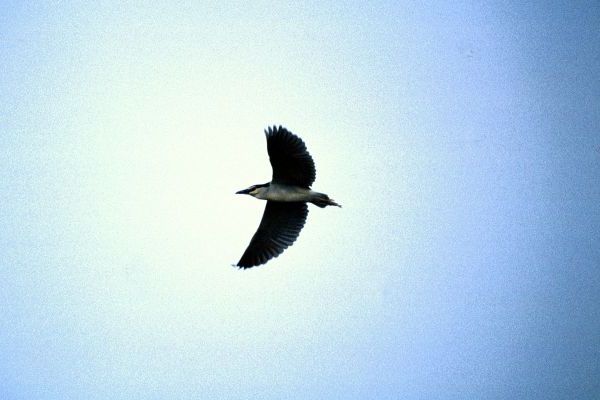 Night Heron in flight