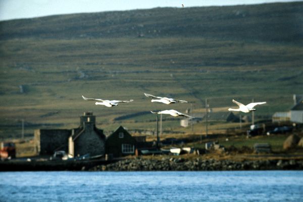 Four Whooper Swans fly by Uyeasound