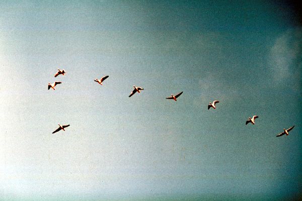 A skein of Greylag Geese in formation