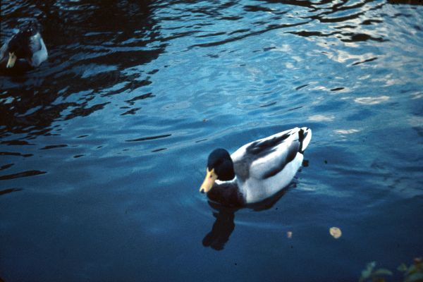 Mallards on a small loch