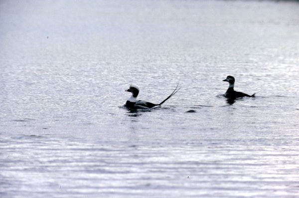 A pair of Long-tailed Ducks