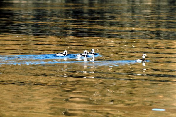 Four Long-tailed Ducks glide across a calm sea