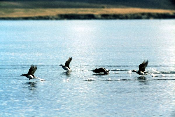 Long-tailed Ducks take flight