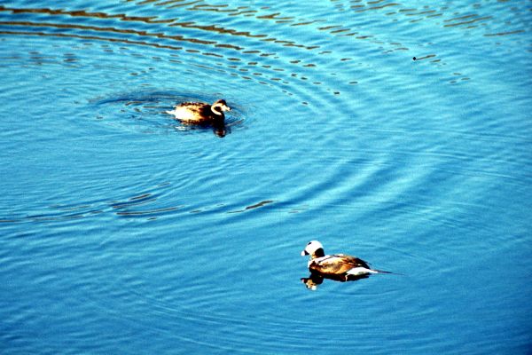 A pair of Long-tailed Ducks on the water