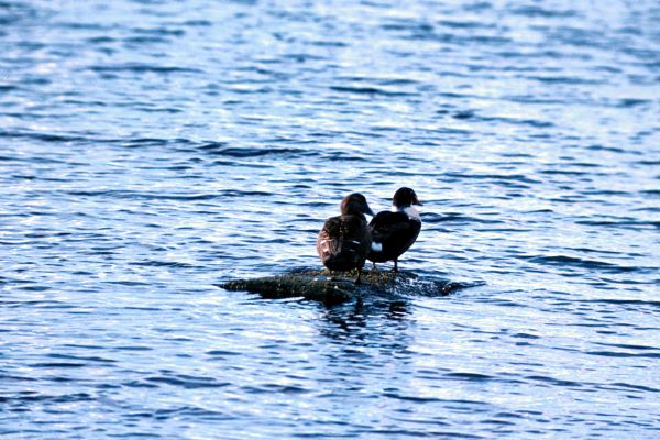 A King Eider shares a small stone