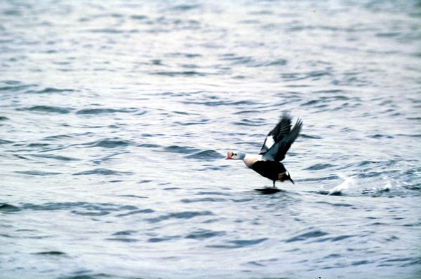 A King Eider takes flight