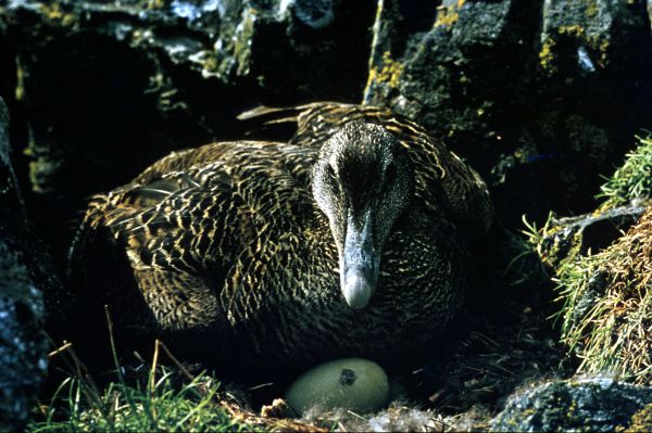 This Eider nested near Out Skerries Lighthouse