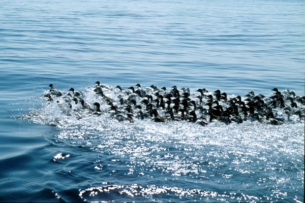 A large number of Eiders on the sea