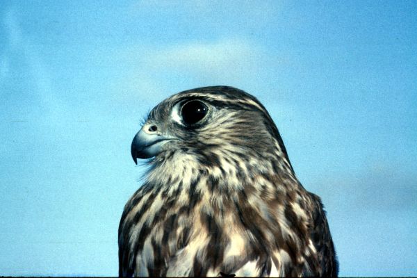 A close-up shot of a Merlin