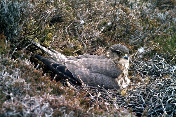 A Merlin nests amongst the heather