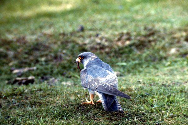 Red-footed Falcon