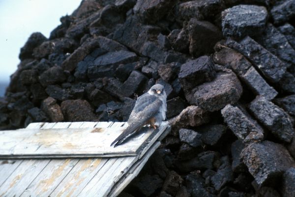 Red-footed Falcon