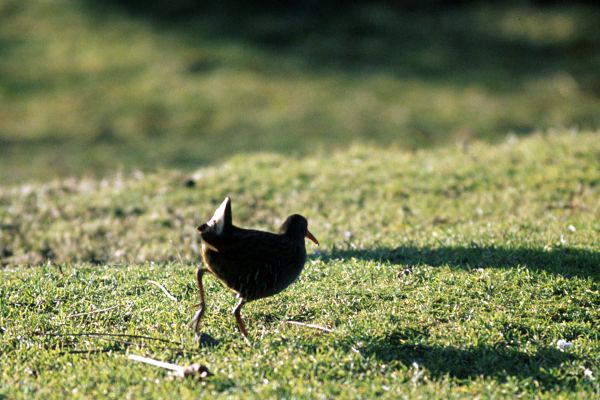  Water Rail .