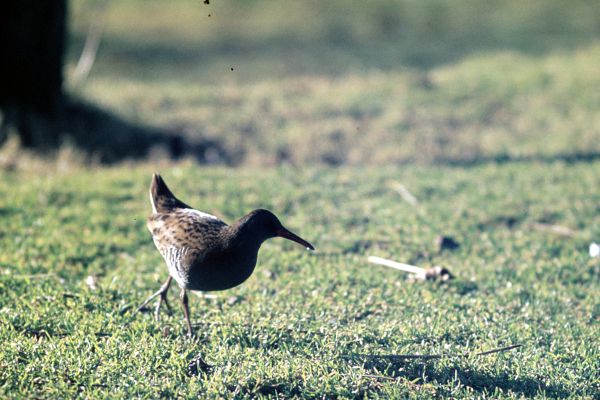 Water Rail.