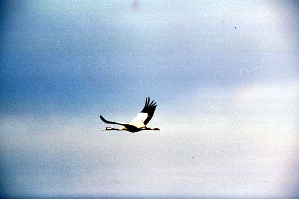 Common Crane in flight