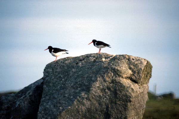 Two Oystercatchers perched on a rock