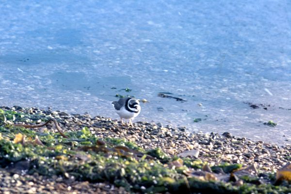 Ringed Plover on pebble beach