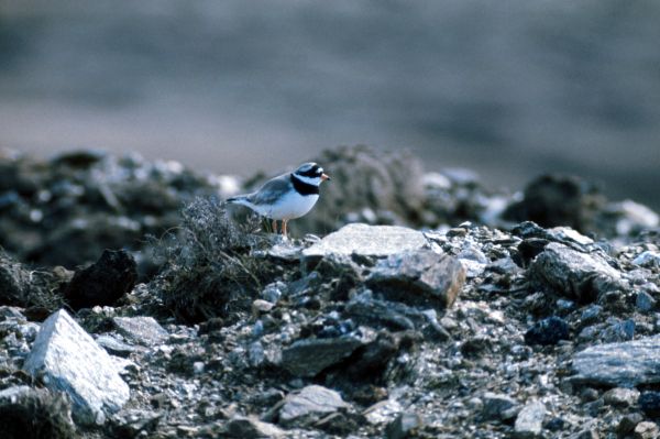 Ringed Plover