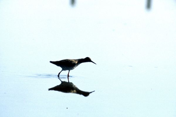 Redshank