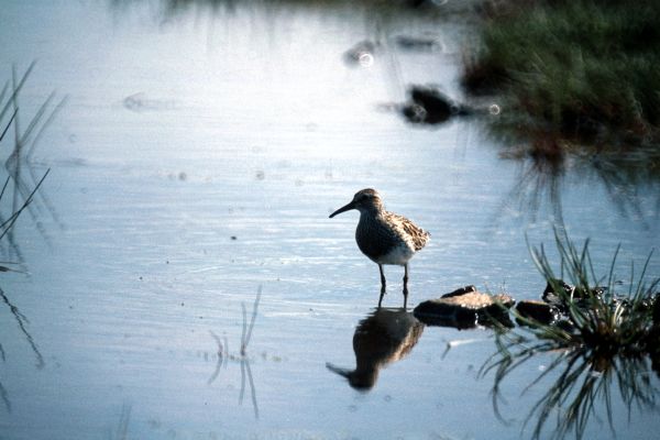 Pectoral Sandpiper