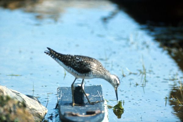 Pectoral Sandpiper uses a raft