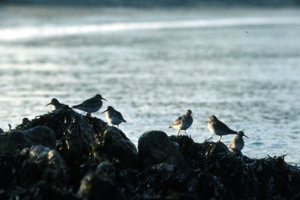  Purple Sandpipers