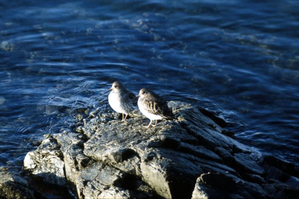  Purple Sandpipers