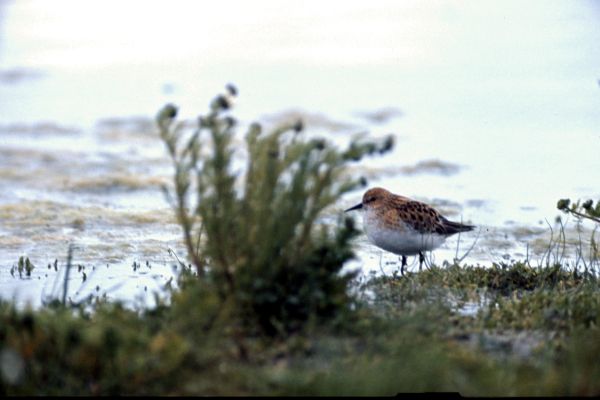 A Little Stint  near the shore