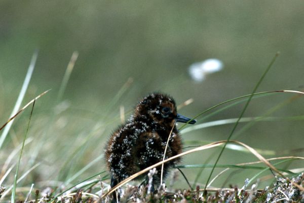 A young Snipe