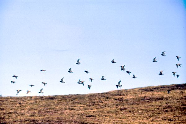  Golden Plovers in flight